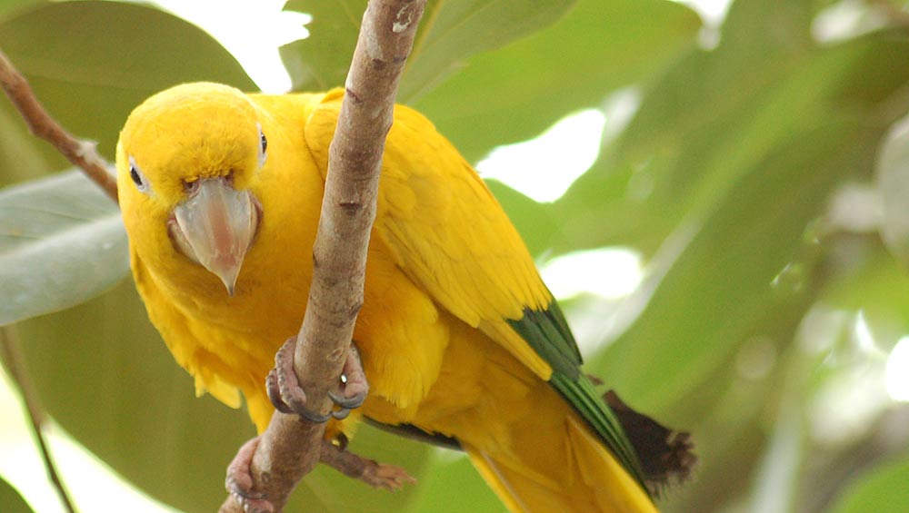 Bluemacaws » Cotorra Dorada