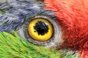 parrot_eye_ii_by_teslaextreme