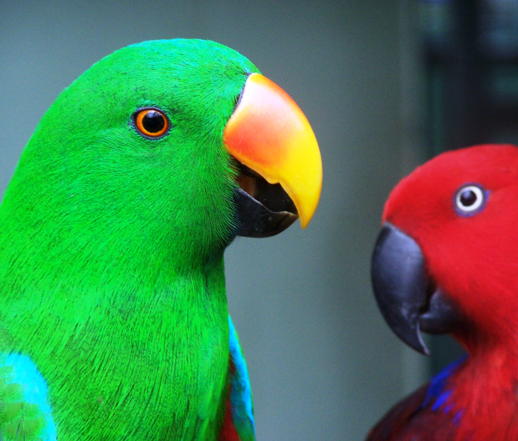 Bluemacaws » Elegir una pareja de eclectus claves para tener éxito