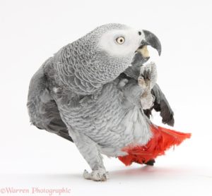 African Grey Parrot (Psittacus erithacus), regurgitating chewed up biscuit
