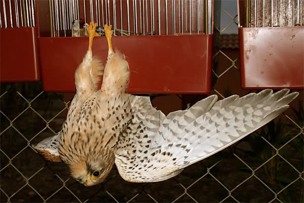 Grupo Pendiente comprar Bluemacaws » Peligros de nuestros aviarios: los depredadores silvestres