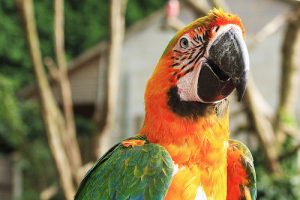Maui Sunrise Macaw