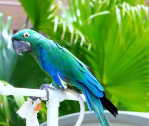 Milicinth Macaw
