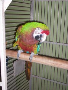 calico macaw