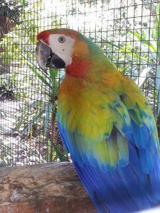 tropicana macaw