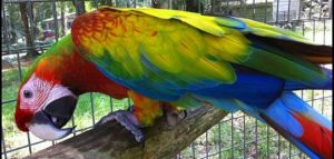 verde macaw