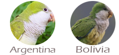 boliviana y argentina