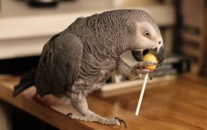 Parrot-Eating-Lollipop-2560x1600-WallpapersHunt.com-