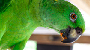 amazon-parrot-eating