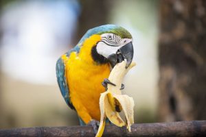 parrot-eating-banana-fruit-diet-food