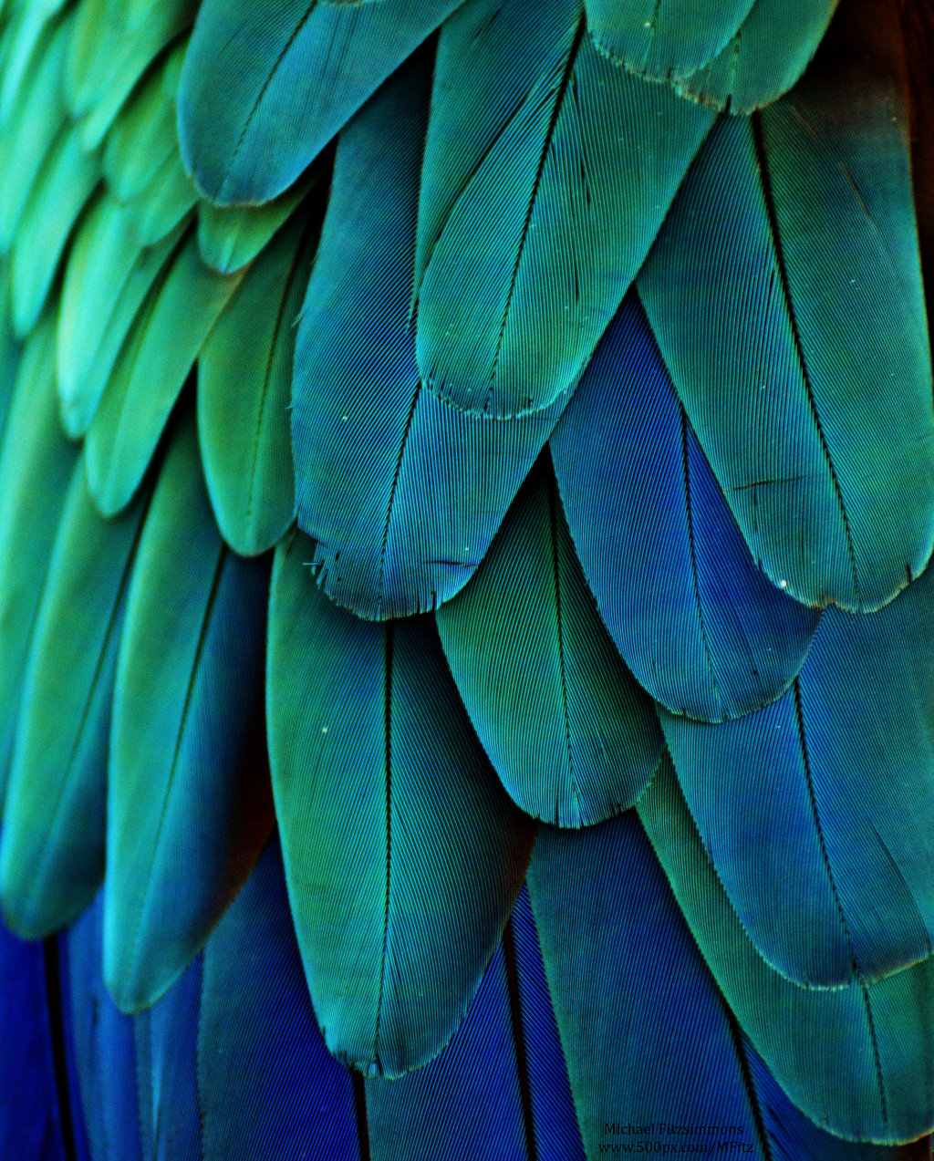 Bluemacaws » La coloración del plumaje como indicador de salud