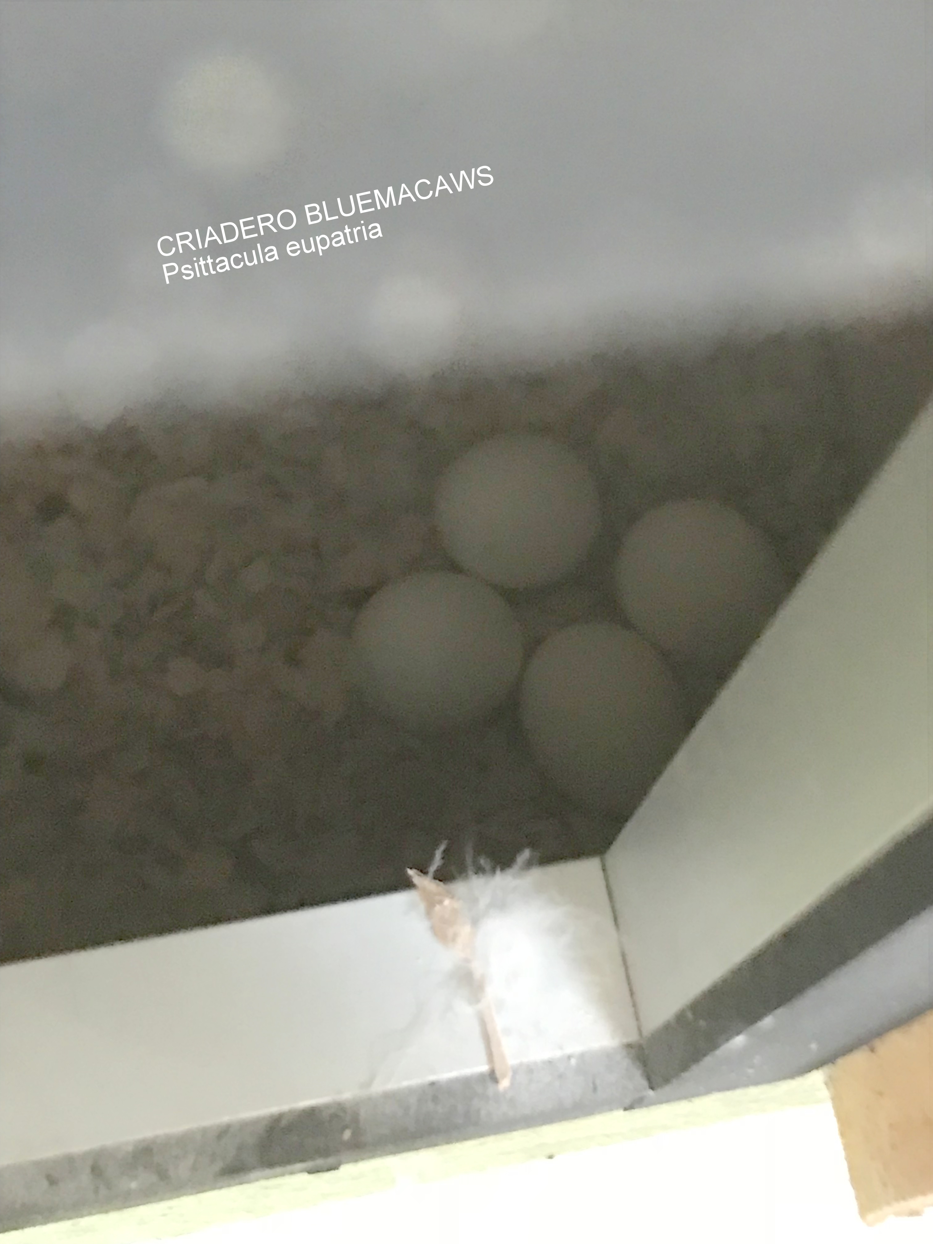 Huevos de Psittacula eupatria