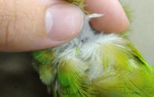 senegal_parrot_pin-feather